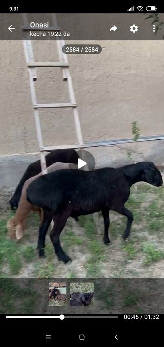 Qoʻchqorlar bor sotiladi