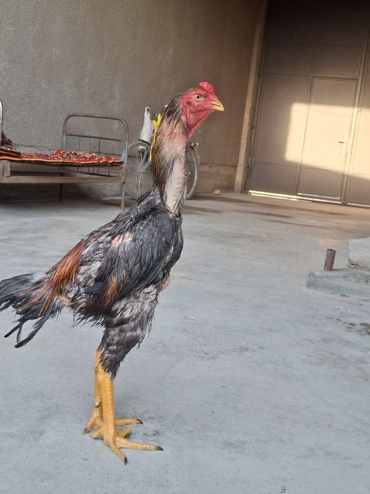 Jujamiz sotiladi balan narsa qarashga vaxt yu shu uchun sotyapman