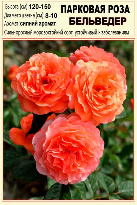 Рассады роз.