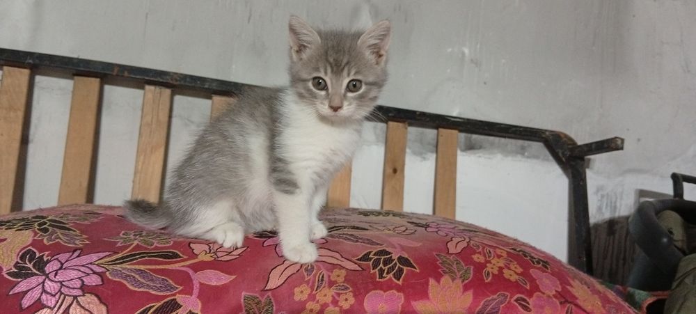 Потерянный котенок.