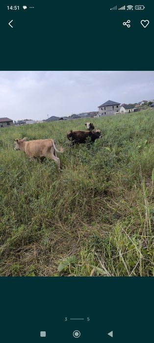 Продам 3 бычка, 1год и 3 месяца
