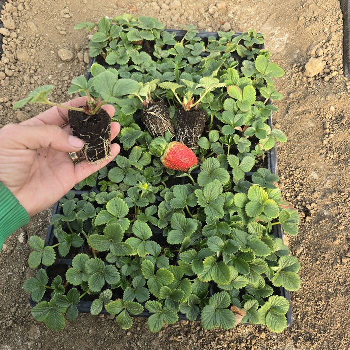 Разсад целогодишни ягоди