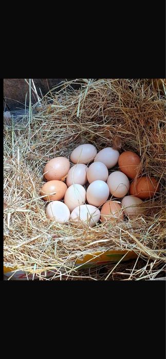 Инкубационные яйца