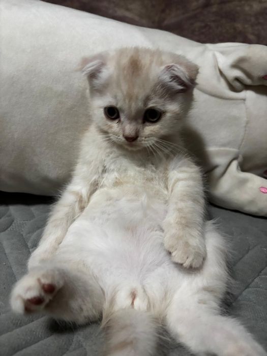 Продам веслоухого котёнка