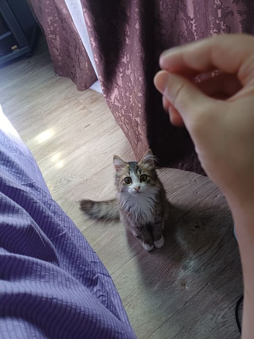 Котёнок в любящие руки