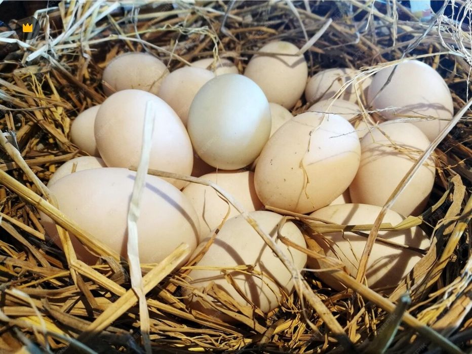 Продам домашние яйца