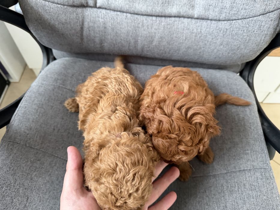 Мини пудели актулано от 1.3.2026