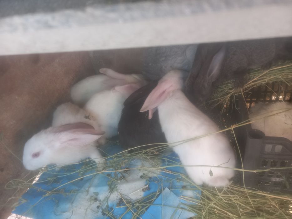 Великан куёнлар болалари каталоги хам бор 100 бошланади