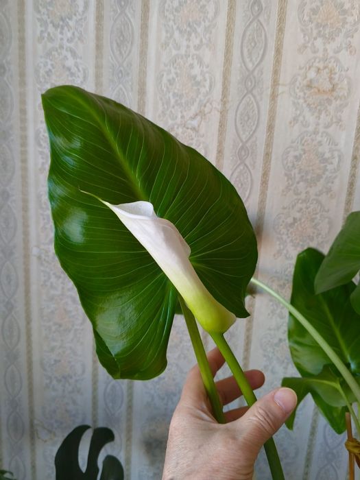 Продам цветы Каллы
