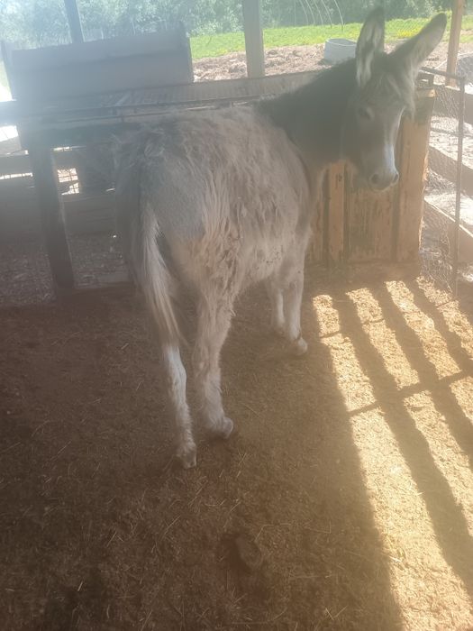 Vând măgăriță tânără