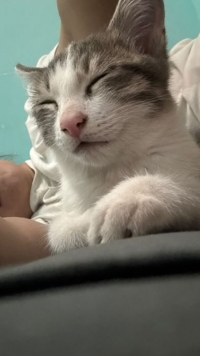 Котенок одам бесплатно