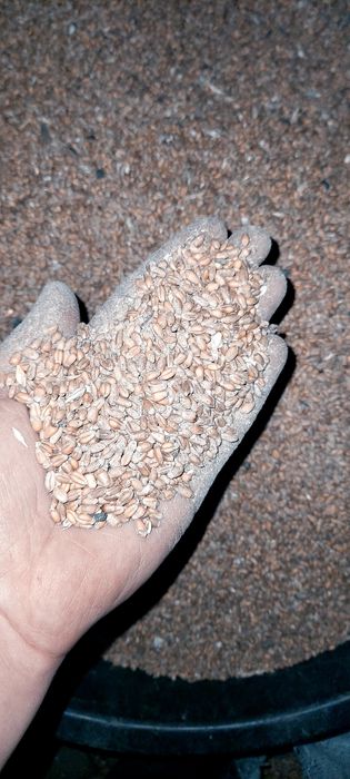 Зерноотхрды пшеницы