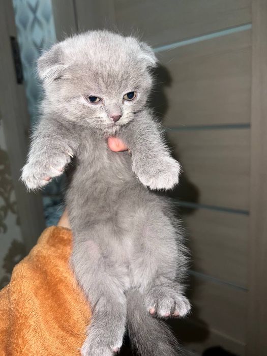 Британские котята