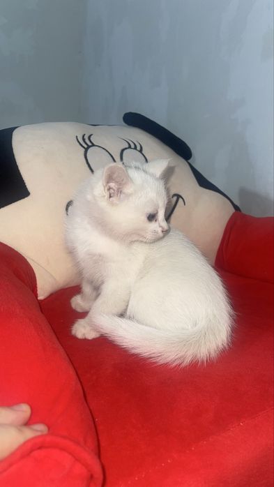 Котонок девочка, 1,5 месецов. Самарканд