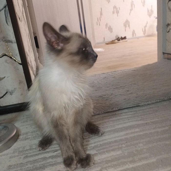 Mushu sotlad 600min kelishlad