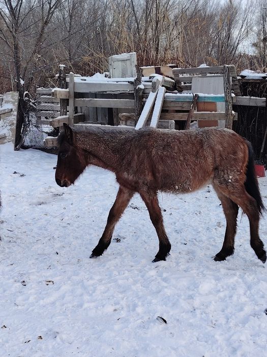 Жабағы сатылады. Еркек