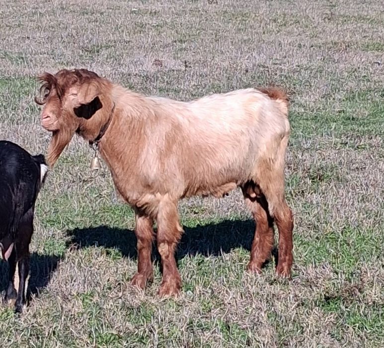 Țap rasă. 2 ani, bun de prăsâlă 

Schimb cu capra buna de lapte sau vâ