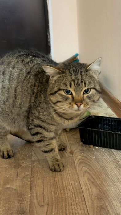 Отдам кота в добрые руки(