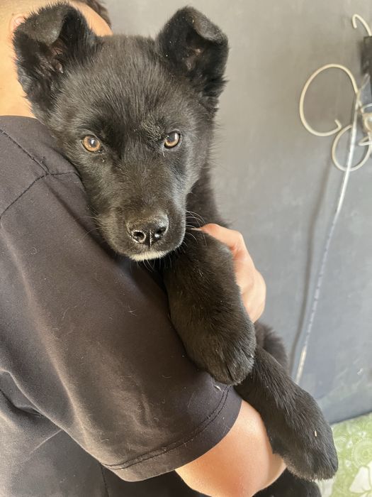 Продам щенка немецкой овчарки