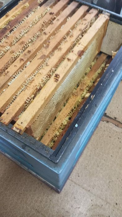 Продам мед разнотравие.