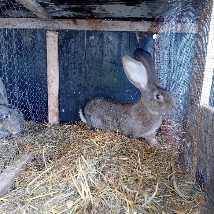 Urias german o pereche