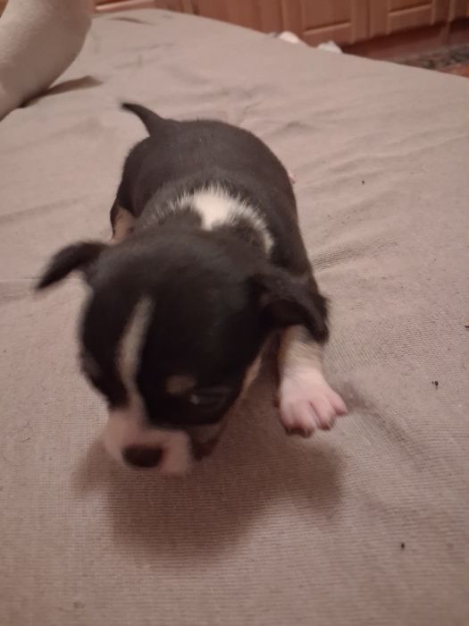 Chihuahua  puiut