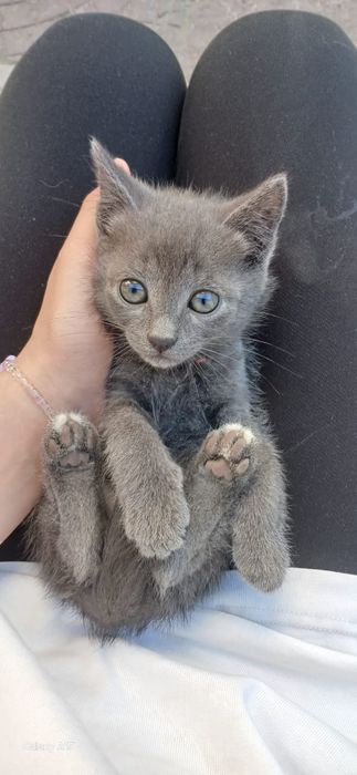 Отдам котят шустрых