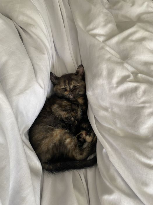 Вислоухий котенок