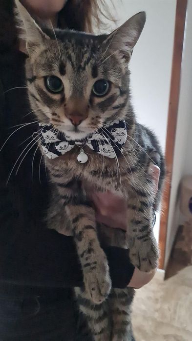 Motanel pentru adoptie