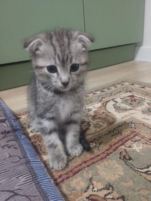 Котенок , 2 месяца , вислаухая