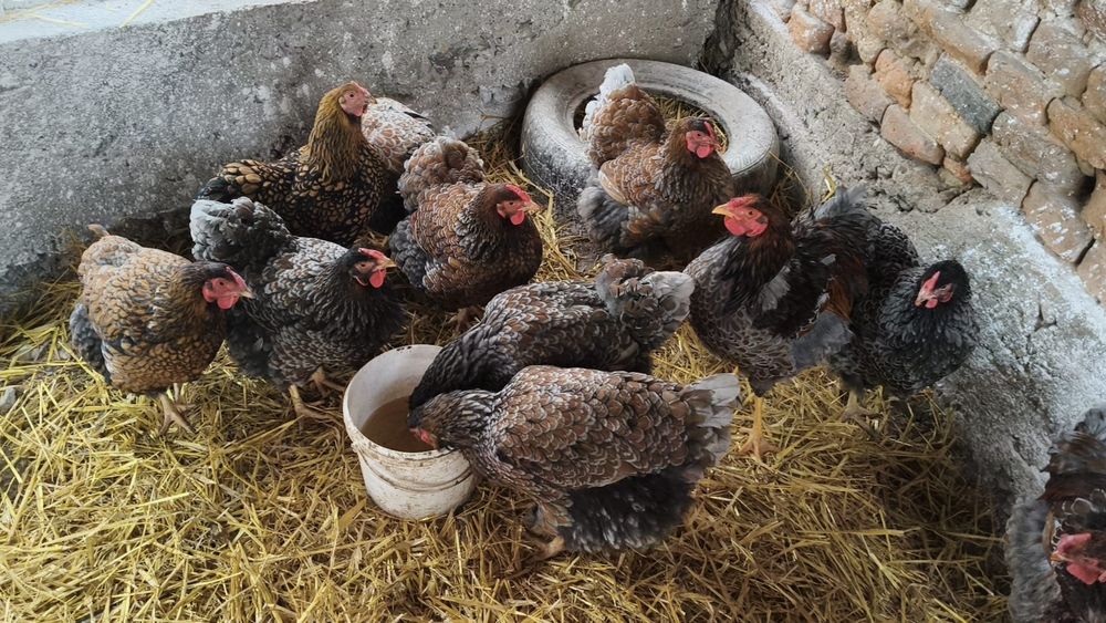 Wyandotte auriu albastru