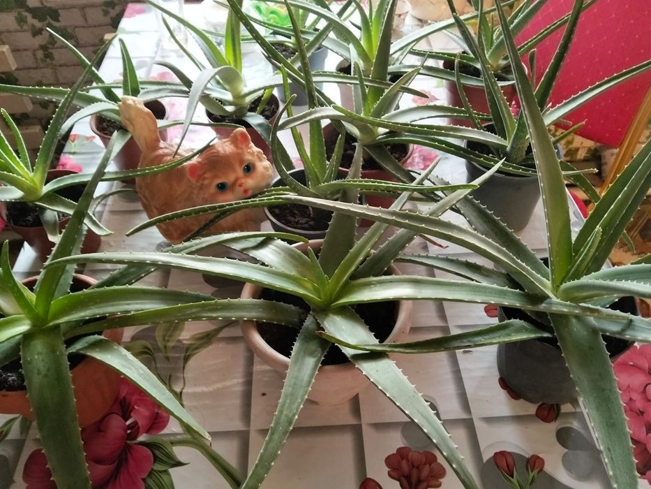 Продам комнатные цветы