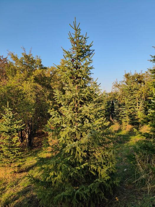 Пихта,сербская ель ,голубая ель