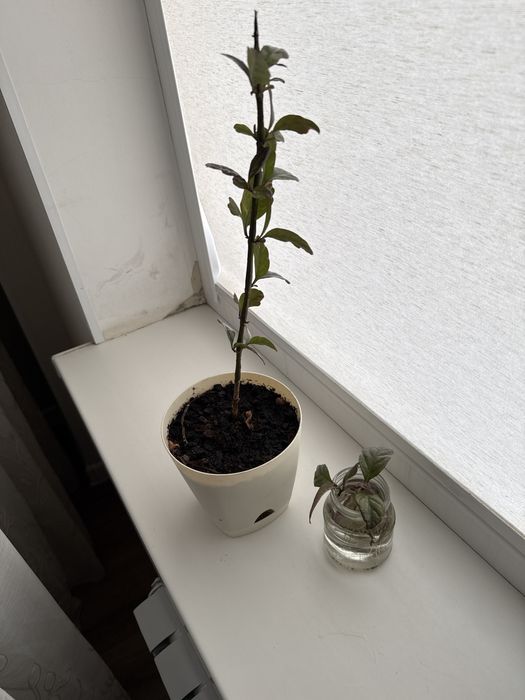 Отростки растений