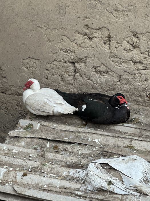 Индаутка ургашы еркег сатылады