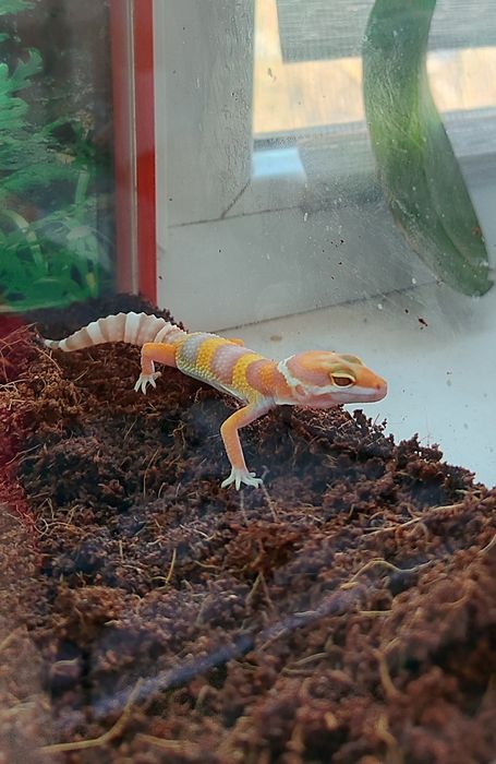 Эублефар. Малыш. Продается.