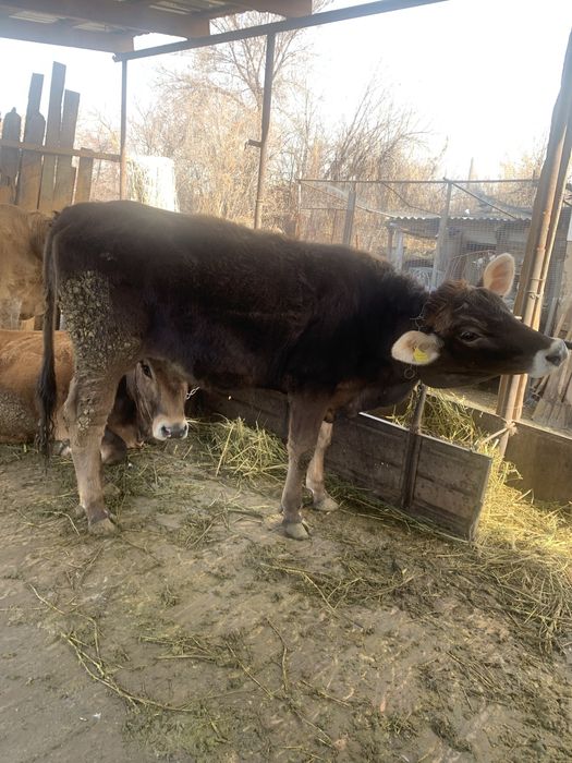 Продам телку порода алатау