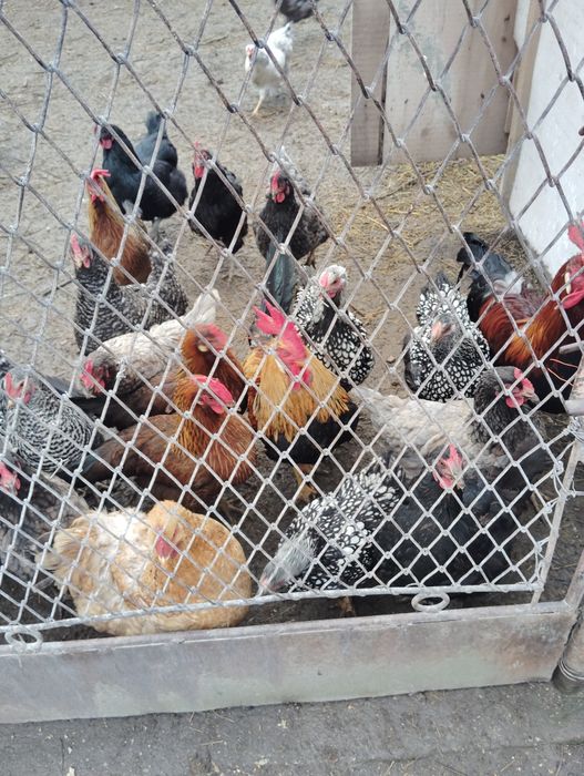 Vânzare oua de casa/ păsări crescute în libertate