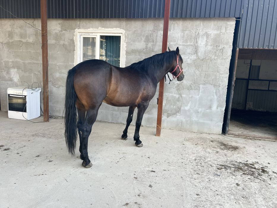 Айғыр 5 жасар Ағылшын-Дончак