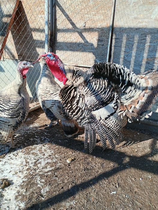 Curcani Narragansett American