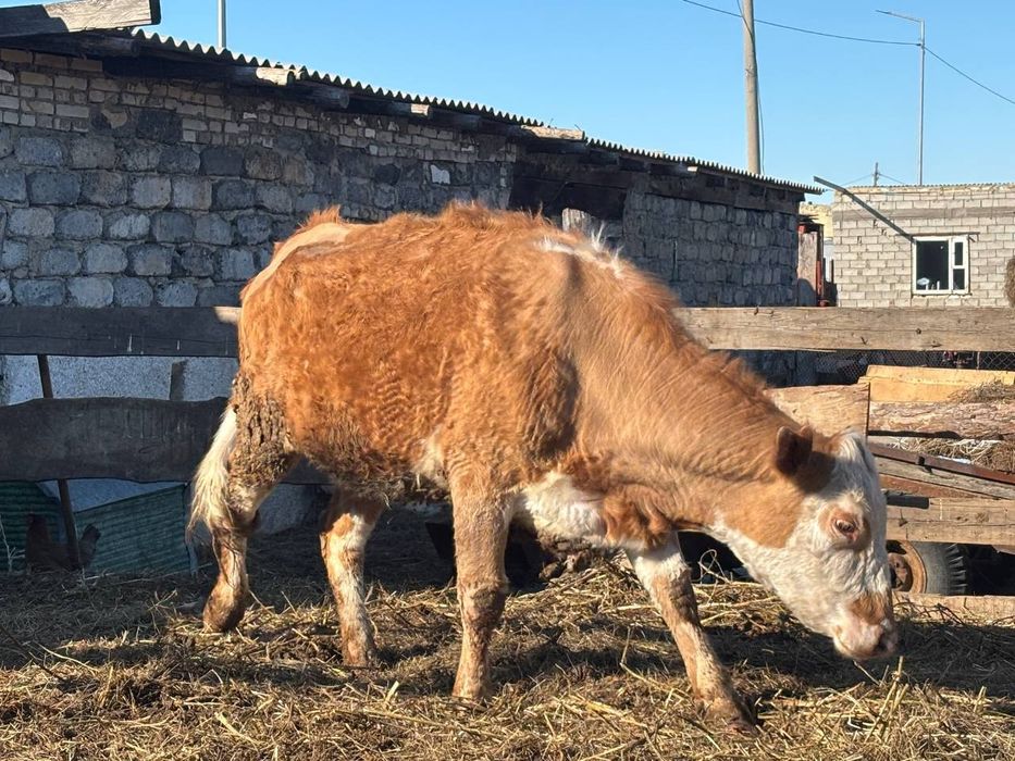 Продам КРС на мясо по