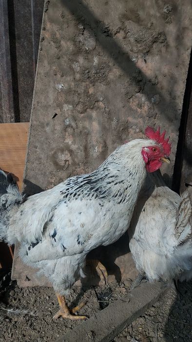 Продам петушка молодого