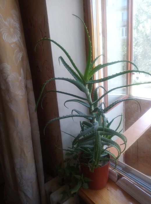 Цветок Алоэ, 7 лет