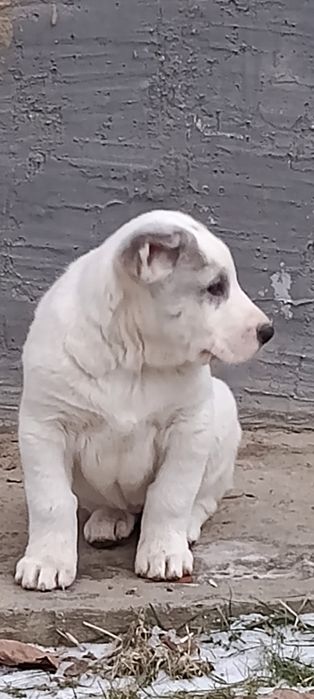 Продам щенков Алабая .