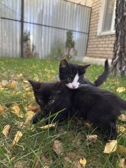 В добрые руки котята мальчики