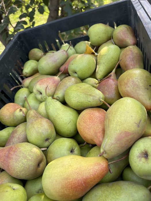 Продам Груши талгарка