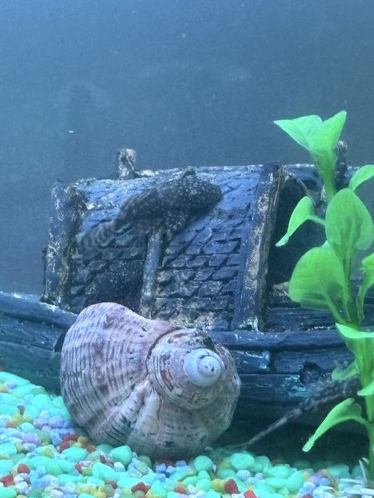 Vand 4 pesti pleco (sanitari): 2 de 5 cm si 2 pui
