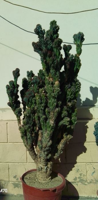 15 yillik Kaktus daraxti srochna sotiladi