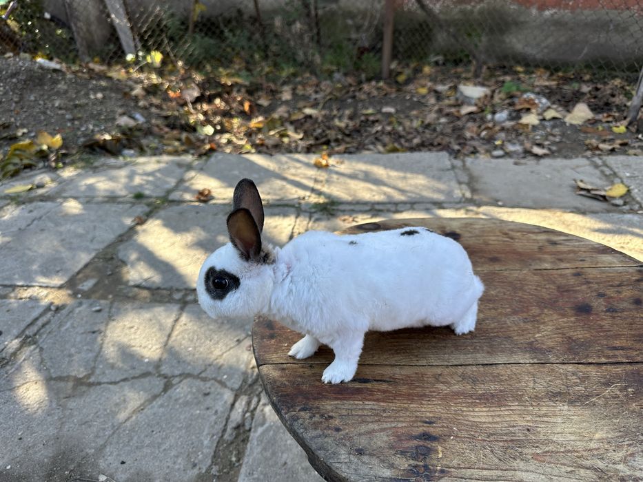 Mascul iepure Rex Pitic!