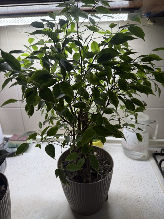 Комнатные растения